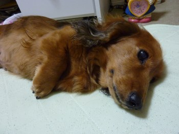 P1010415.jpg