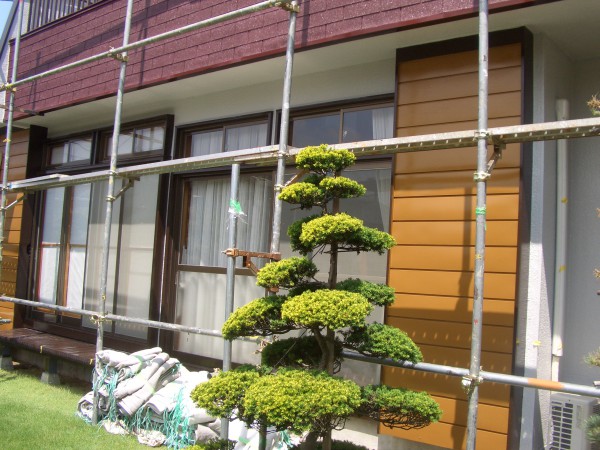 南側の庭の足場撤去前の塗装後。