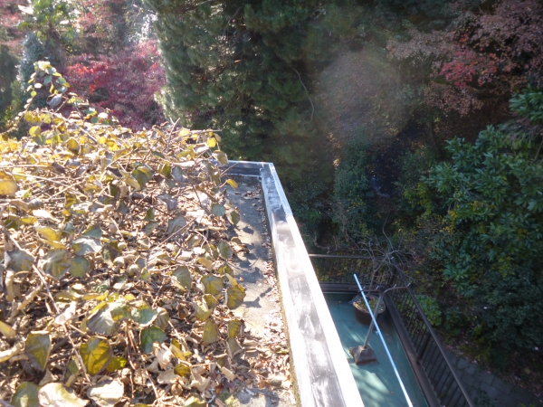 屋上に裏山の枯れ葉が散らばっています