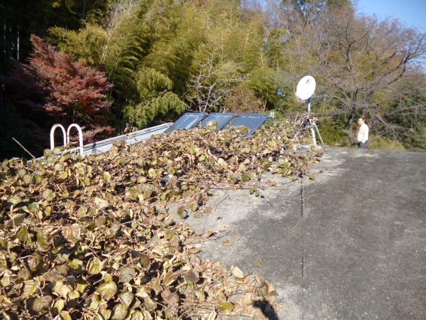屋上の枯れ木です