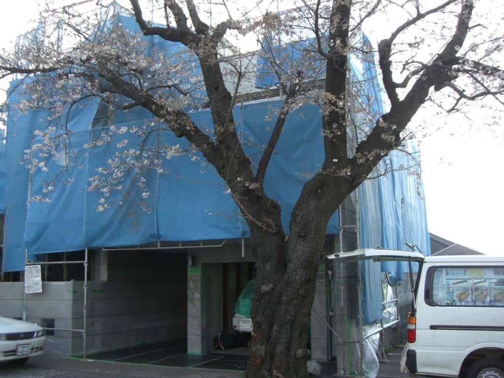 サクラと現場