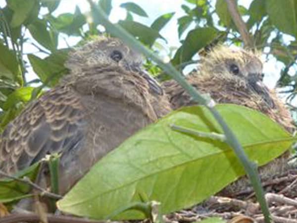 鳩の赤ちゃん