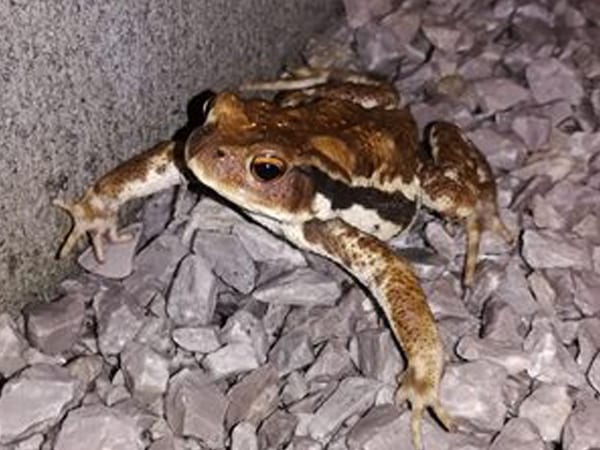 塗装職人岩淵ブログ