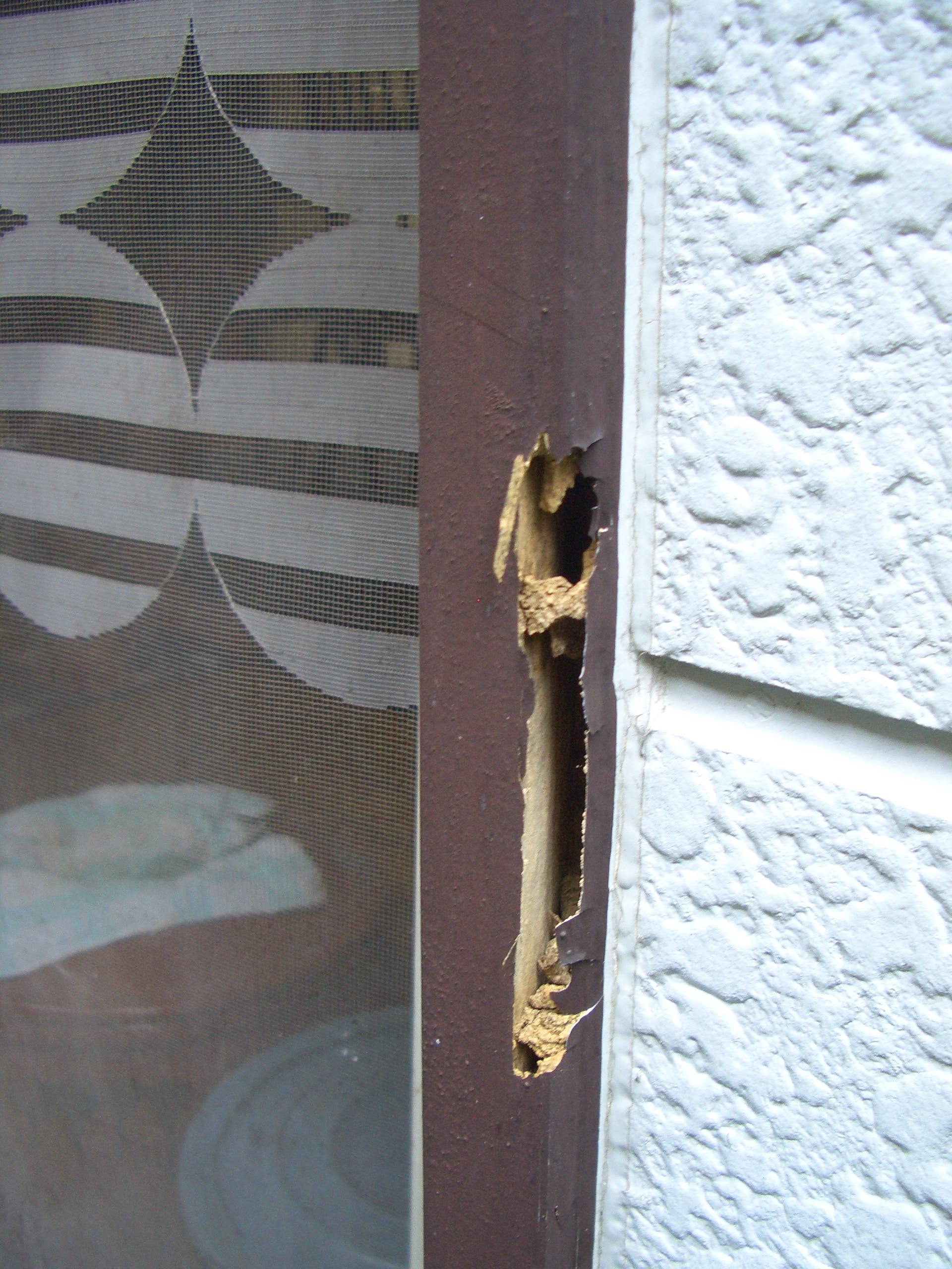 シロアリによって穴が開いた木部