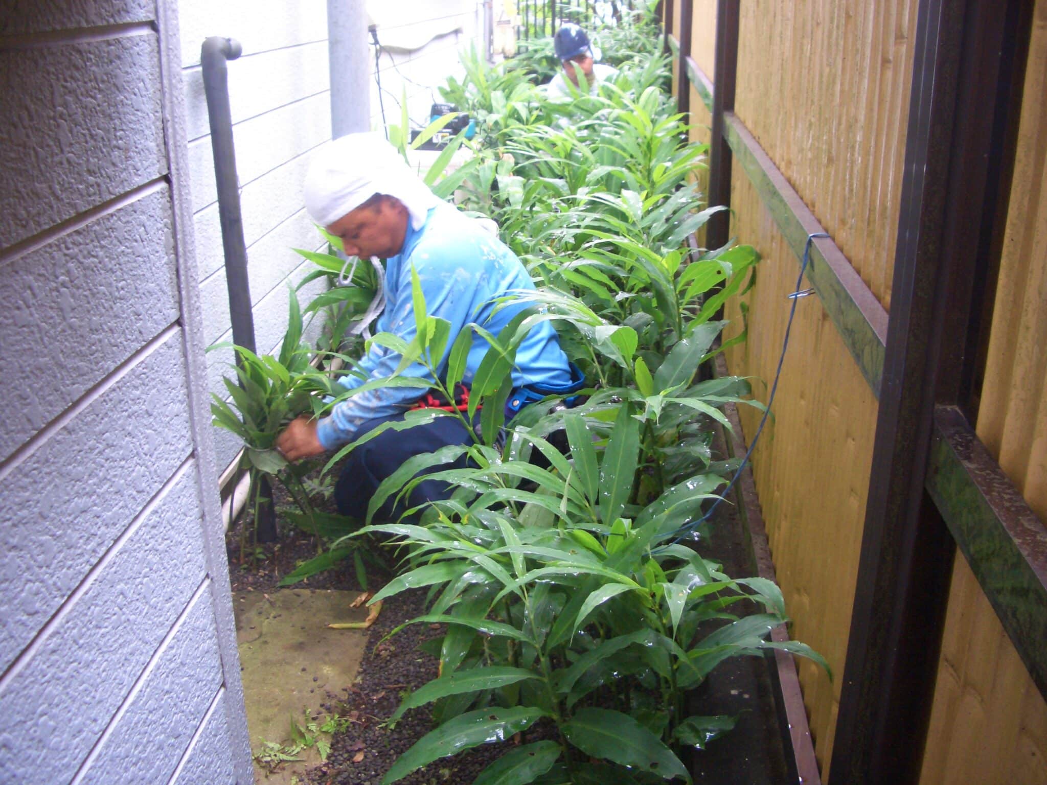 植木をまとめる
